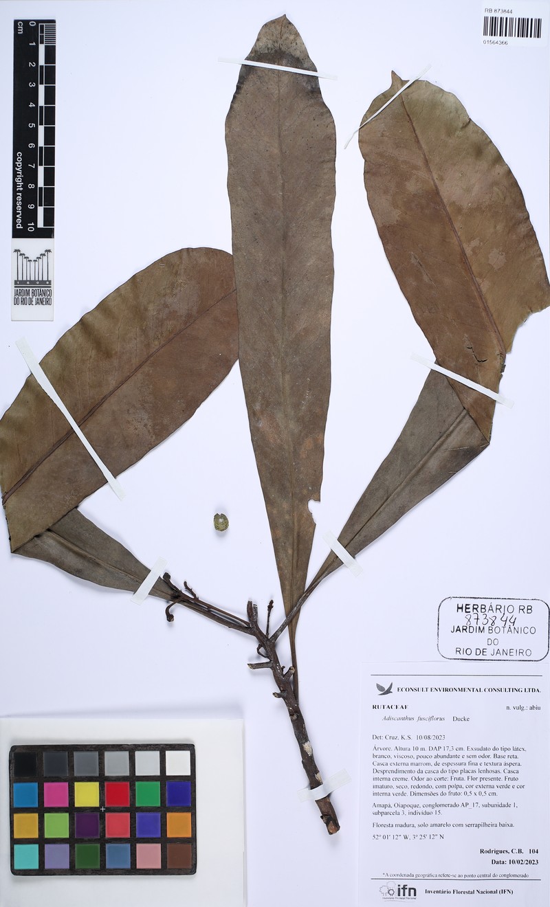 Adiscanthus fusciflorus photo 2