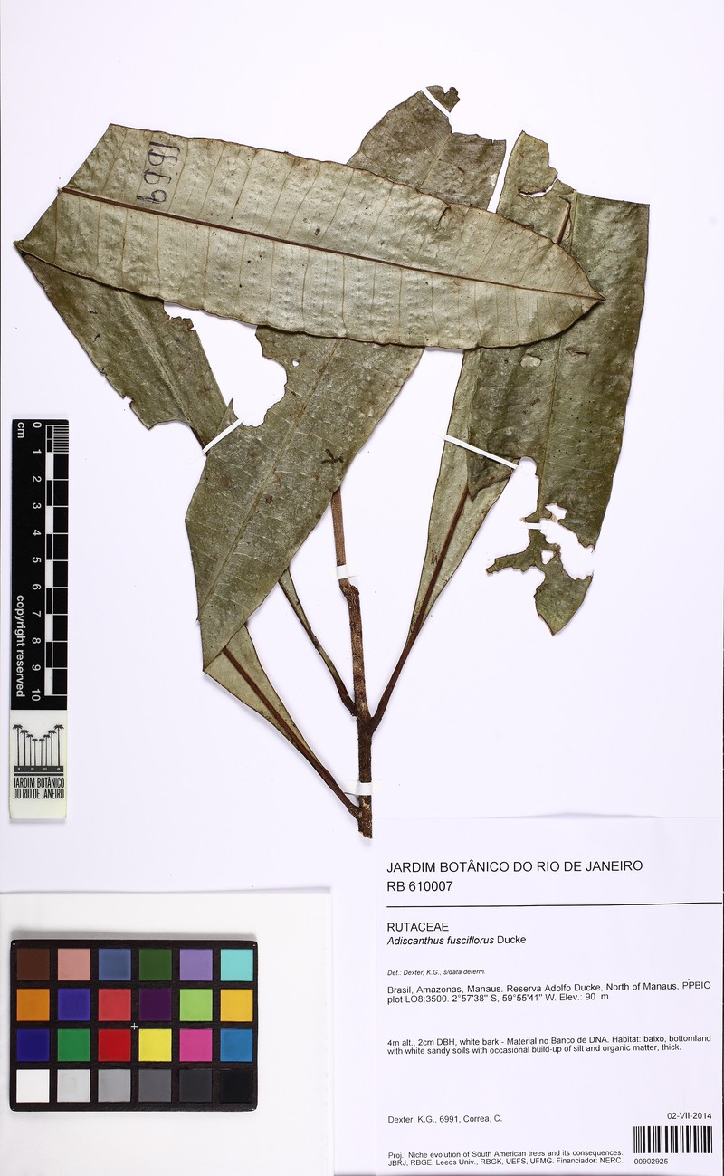Adiscanthus fusciflorus photo 3