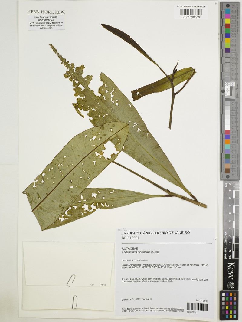 Adiscanthus fusciflorus photo 4