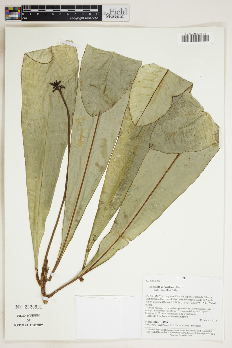 Adiscanthus fusciflorus photo 5