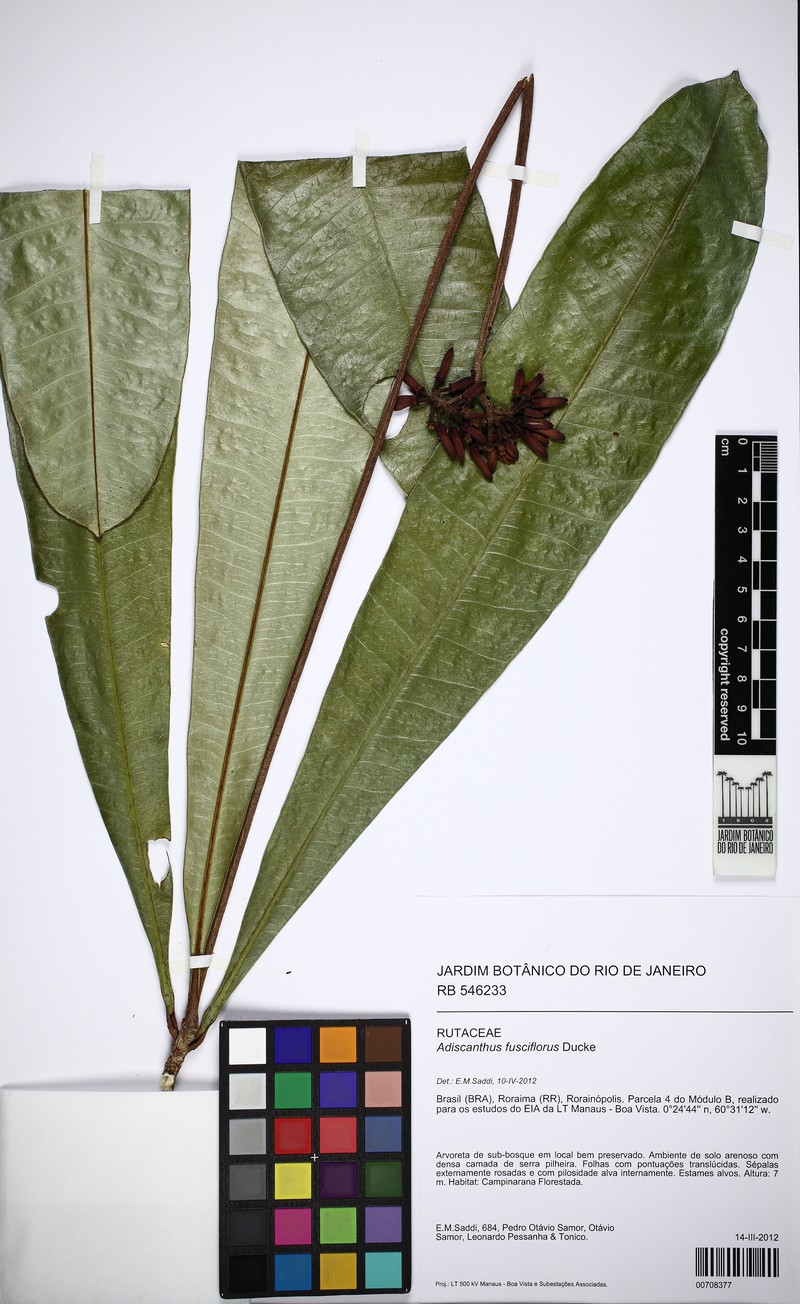 Adiscanthus fusciflorus photo 6