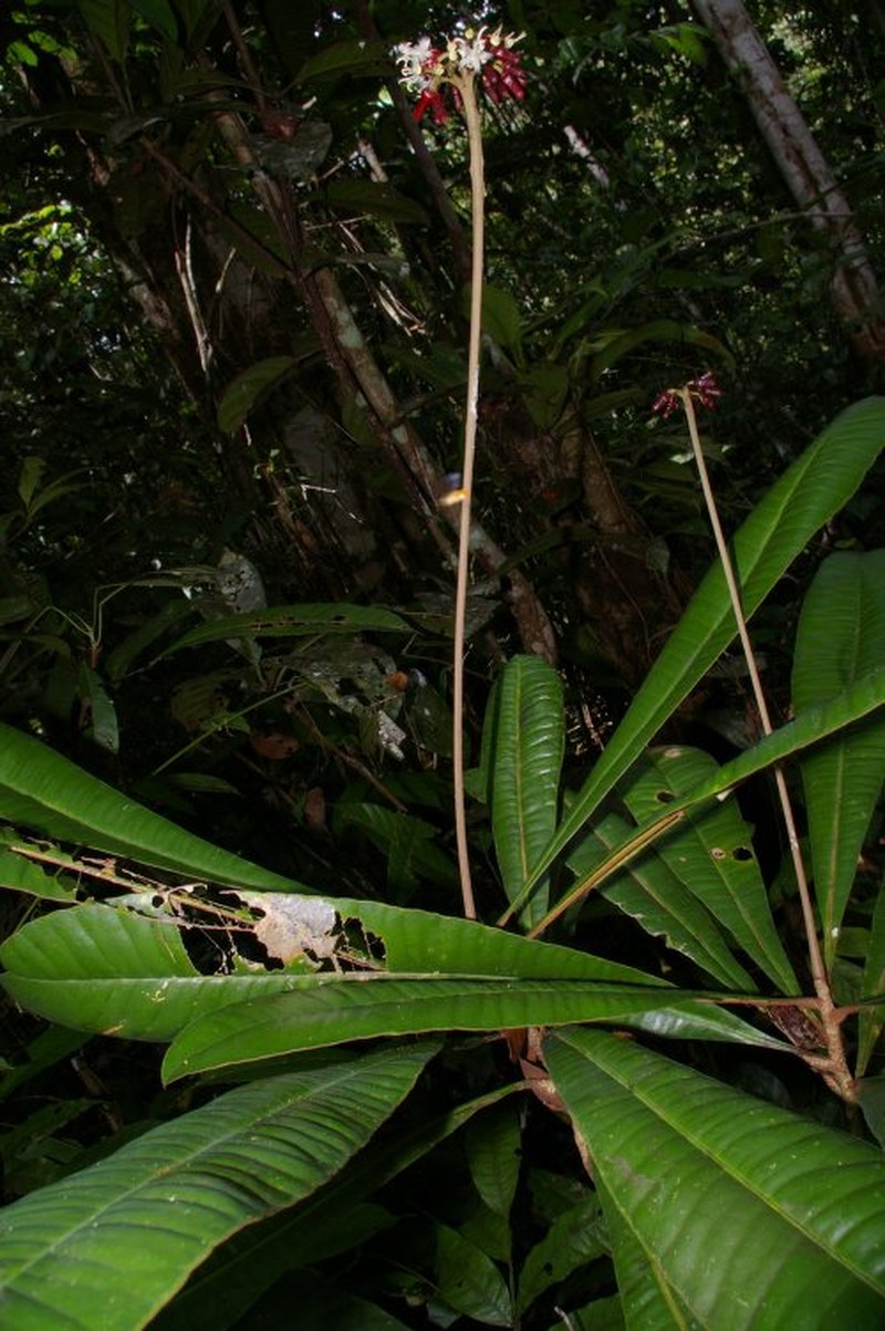 Adiscanthus fusciflorus photo 7