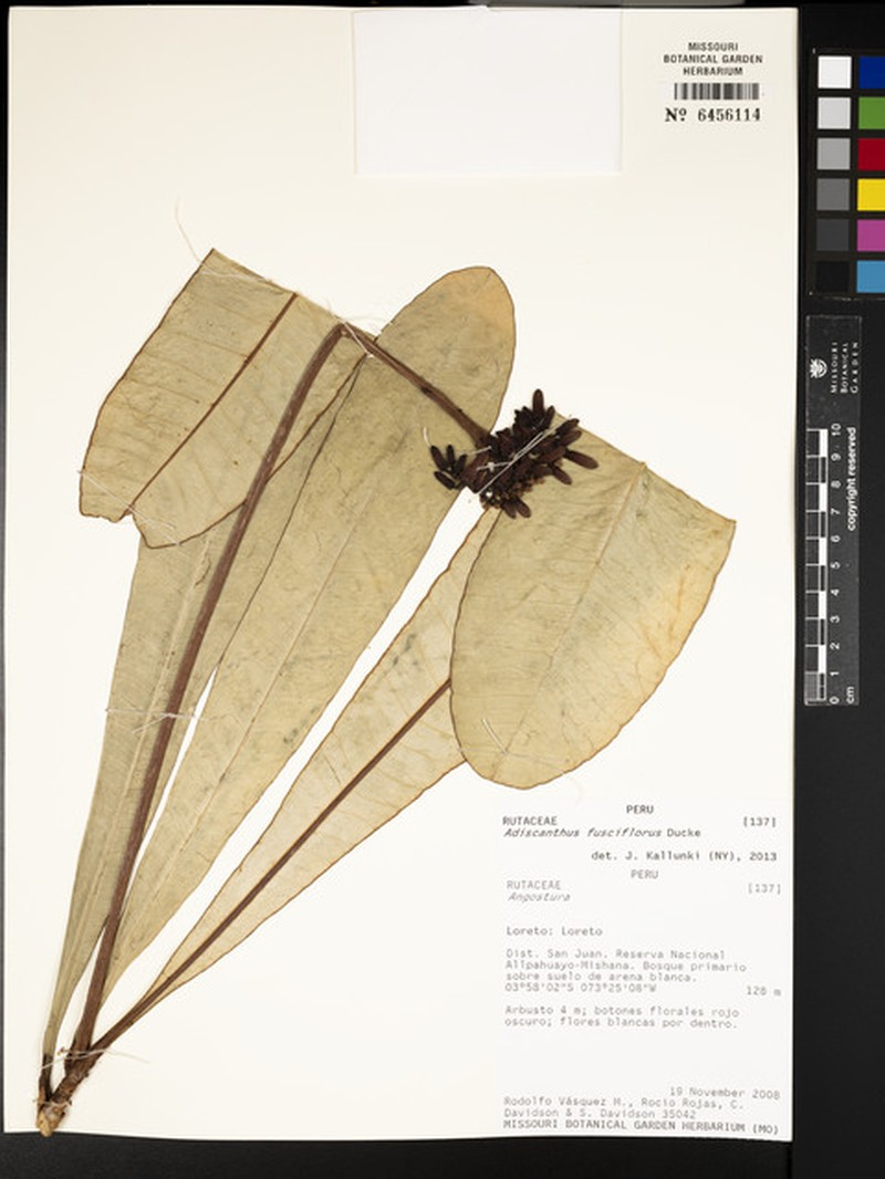 Adiscanthus fusciflorus photo 8