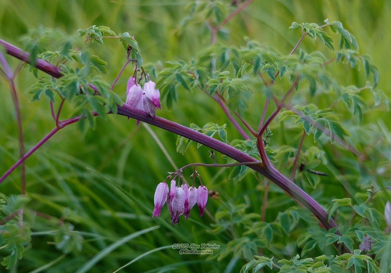 Adlumia asiatica