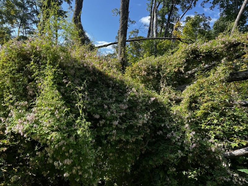 Allegheny Vine photo 2