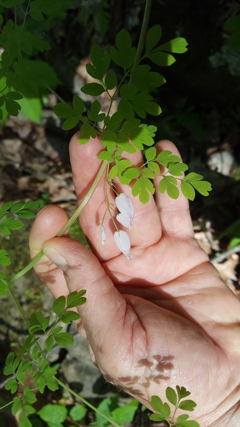 Allegheny Vine photo 3