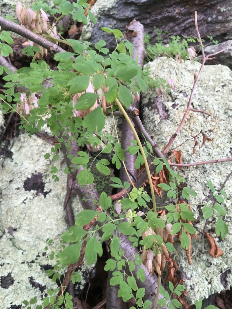 Allegheny Vine photo 4