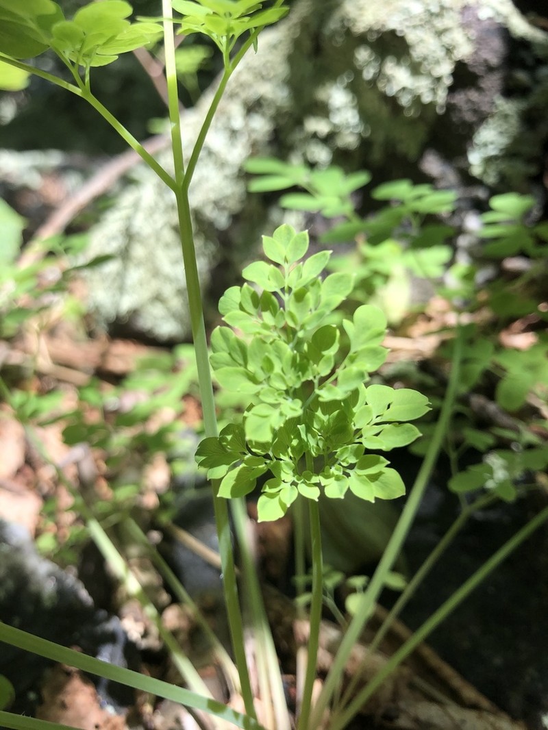 Allegheny Vine photo 5
