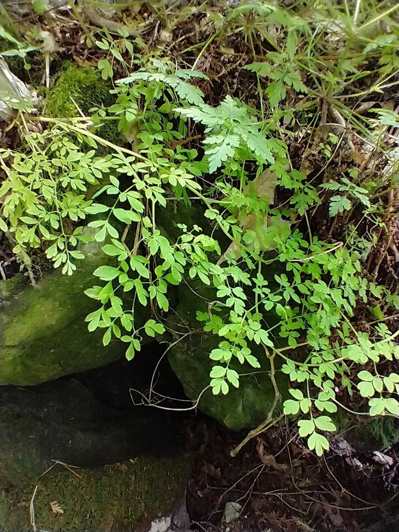 Allegheny Vine photo 6