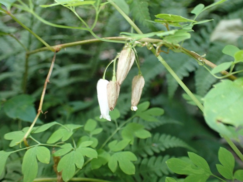 Allegheny Vine photo 8