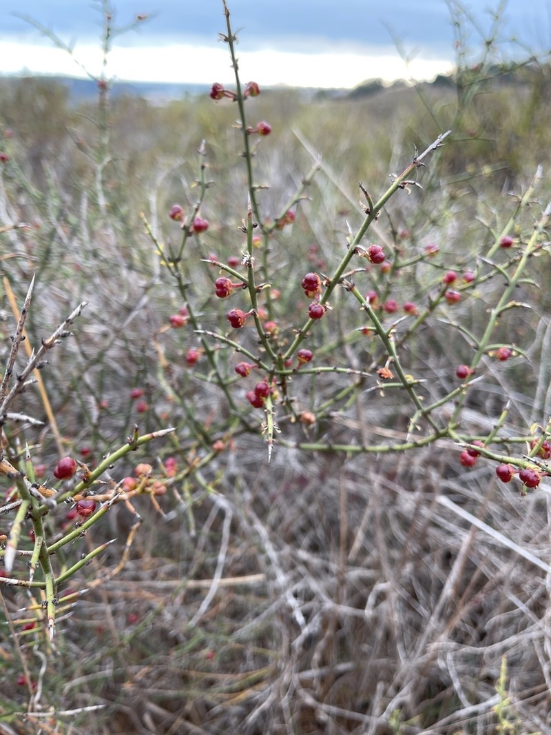 California Prickbush photo 2