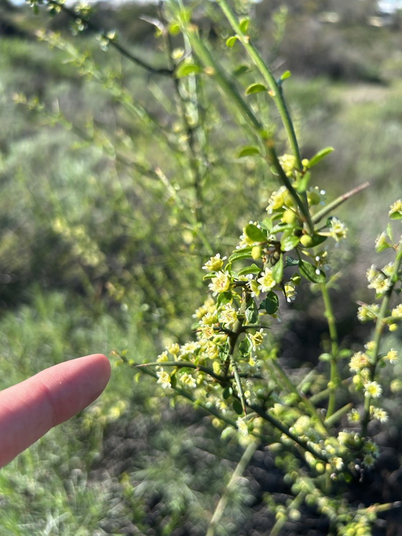 California Prickbush photo 3