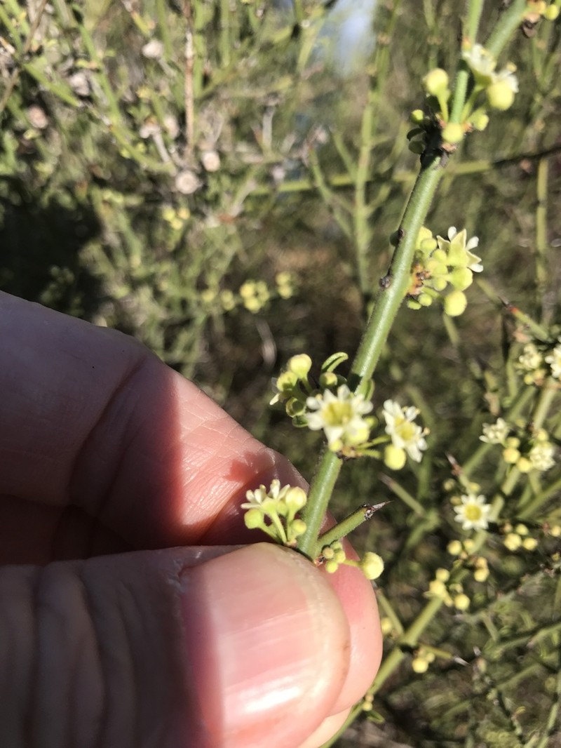 California Prickbush photo 4