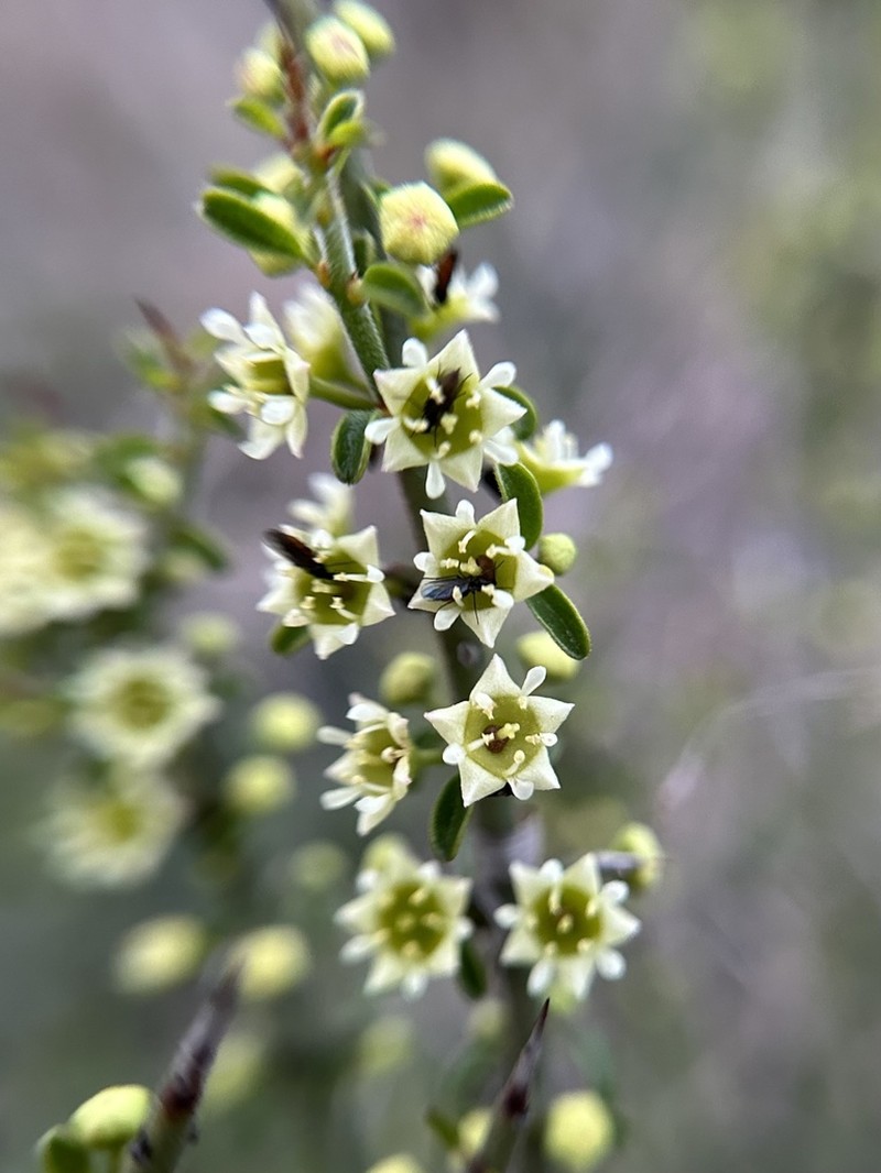 California Prickbush photo 5