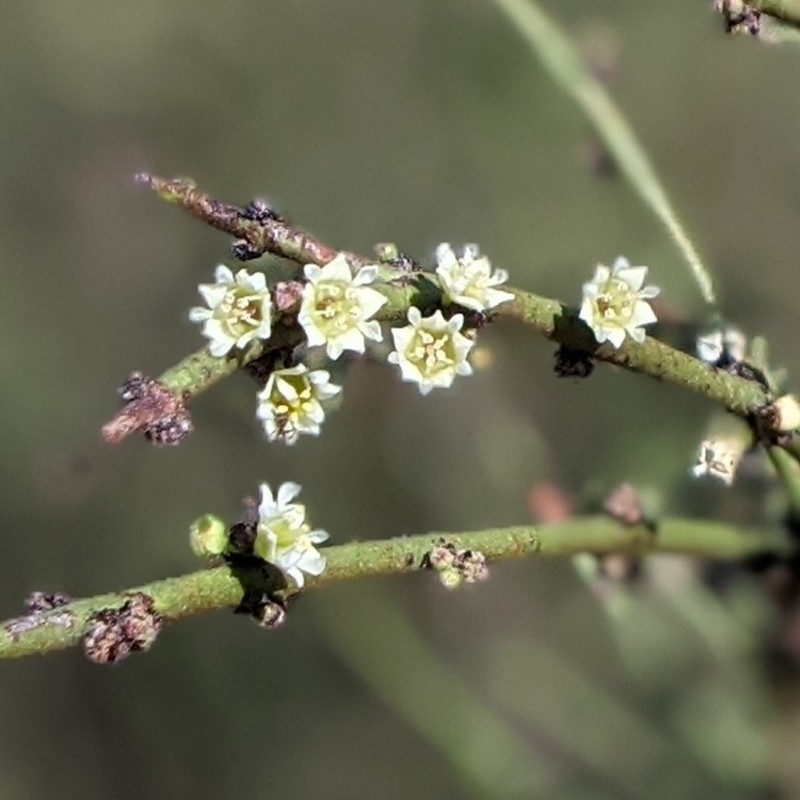 California Prickbush photo 6