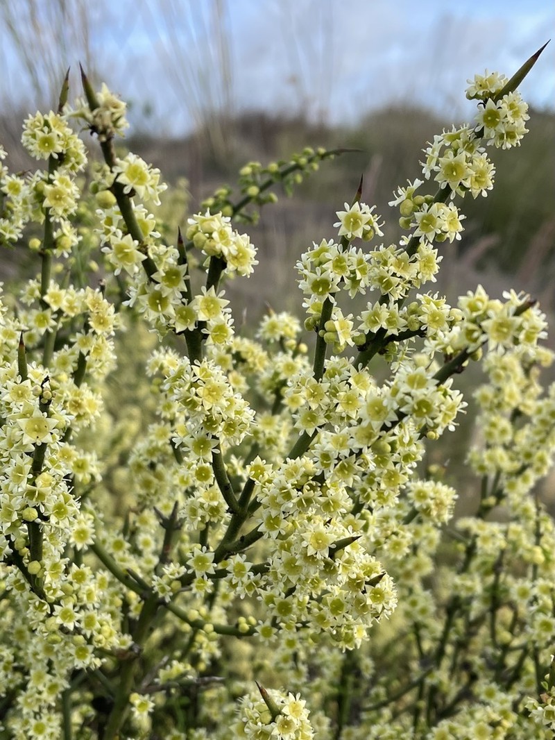 California Prickbush photo 7