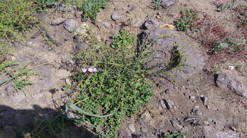 California Prickbush photo 8