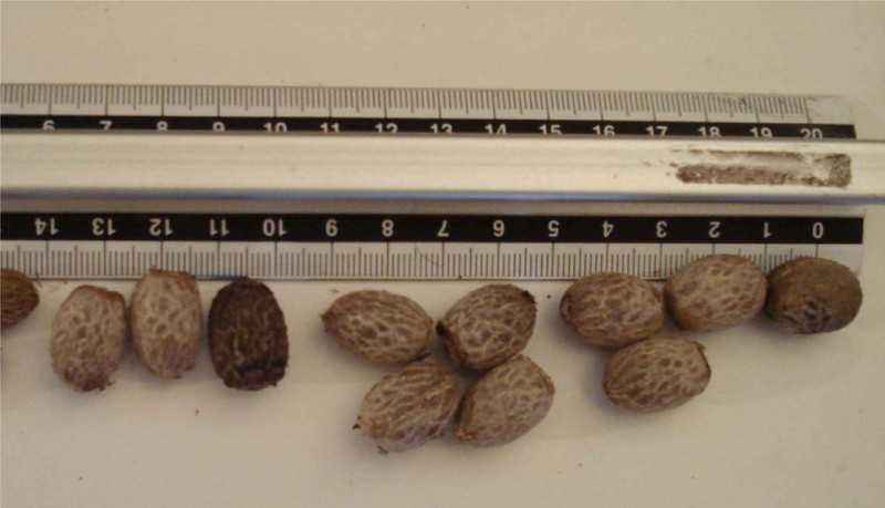 Adonidia merrillii photo 6
