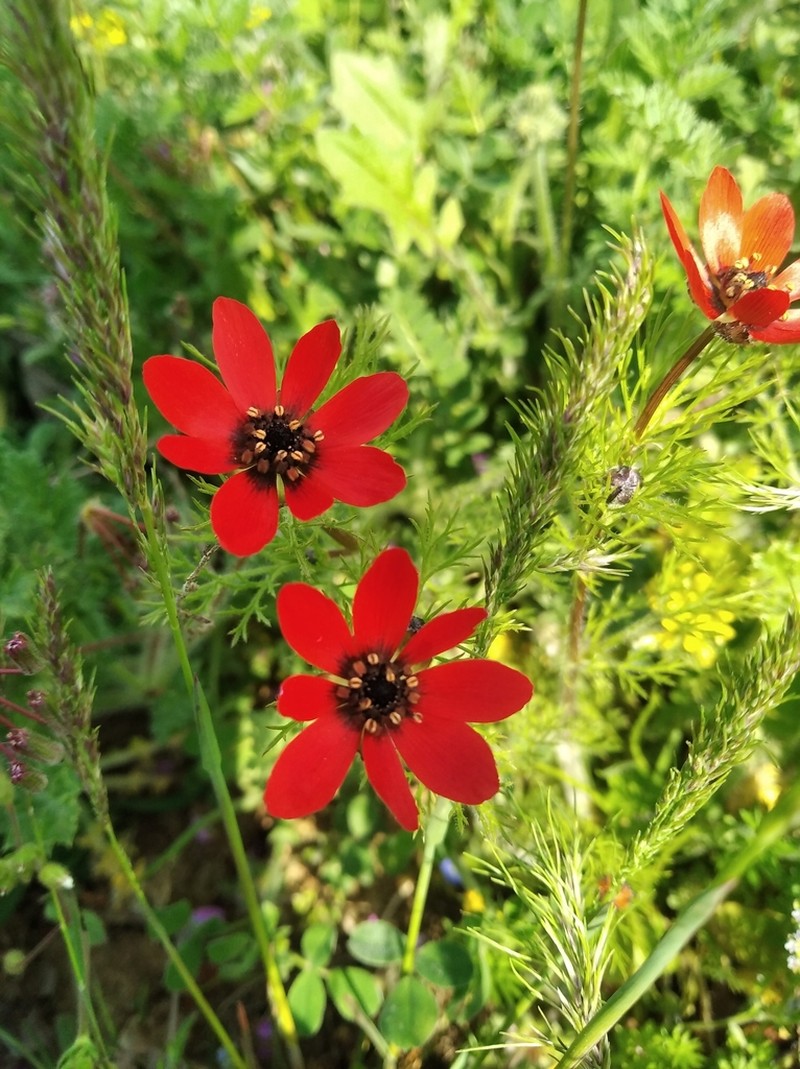 Summer Pheasant's Eye photo 4