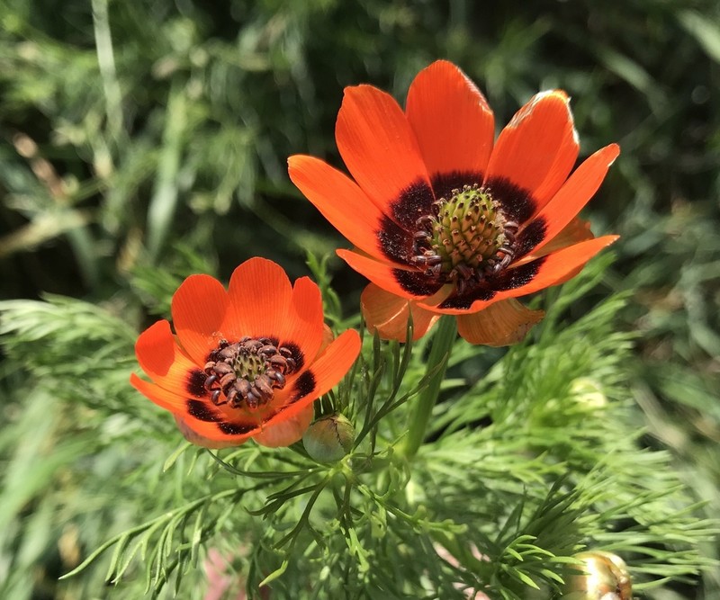 Summer Pheasant's Eye photo 6
