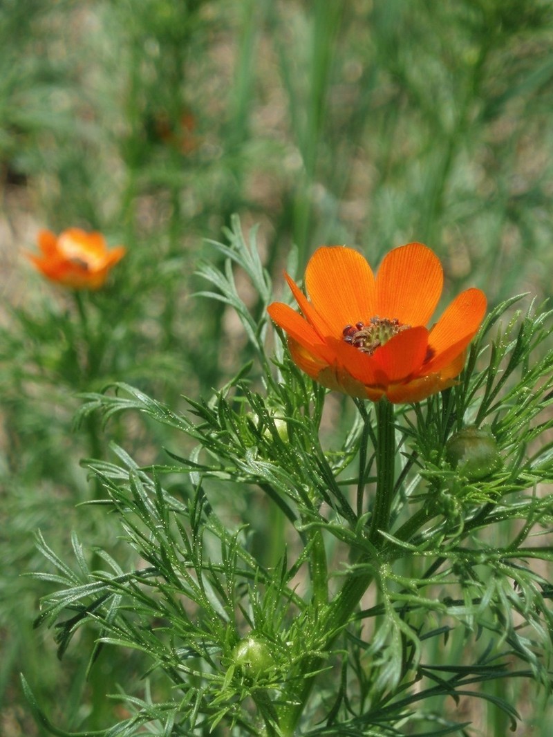 Summer Pheasant's Eye photo 7