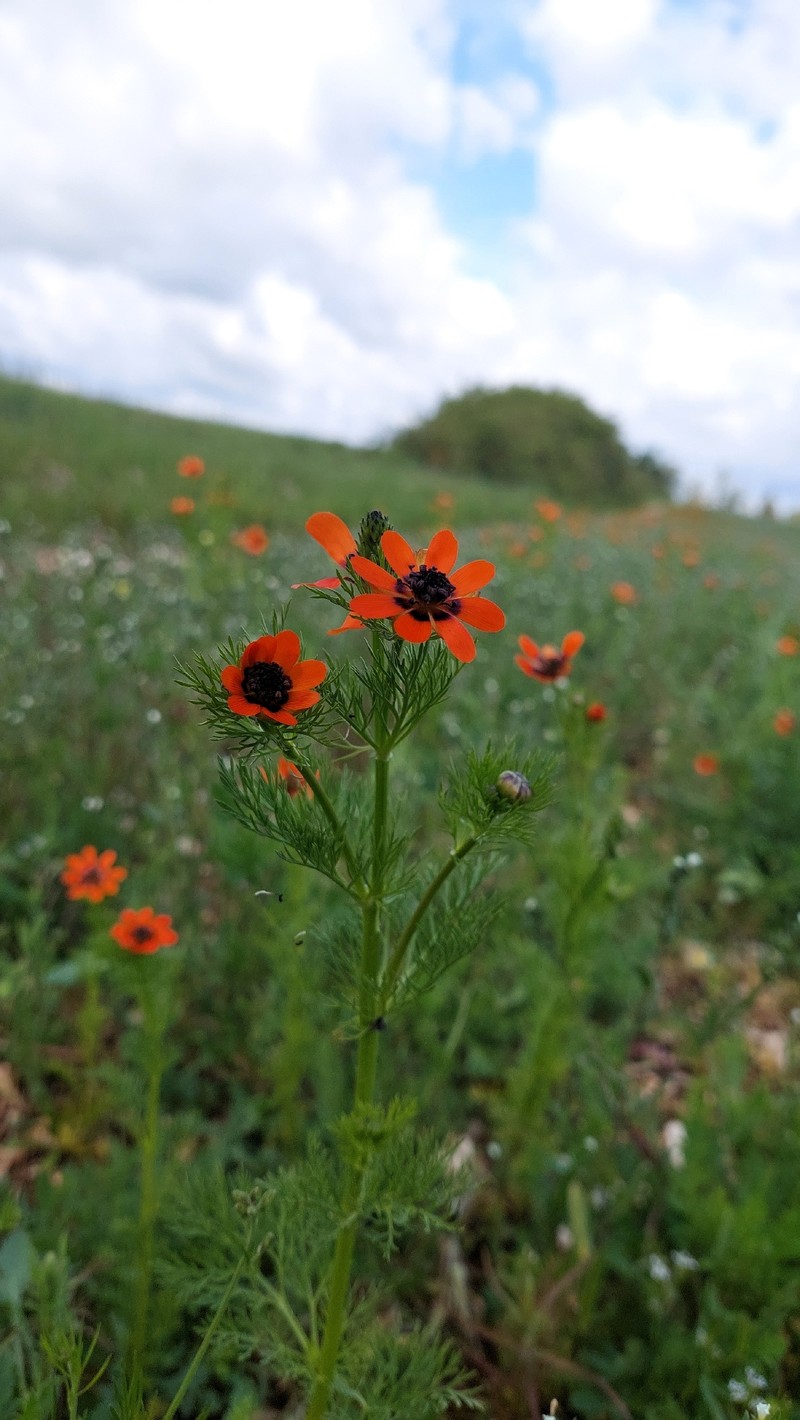 Adonis aestivalis subsp. aestivalis photo 2