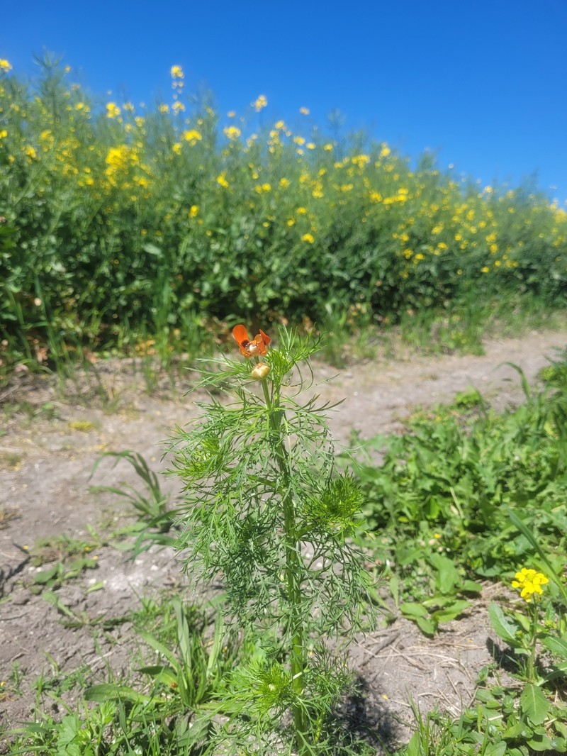 Adonis aestivalis subsp. aestivalis photo 3