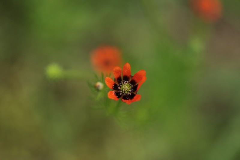 Adonis aestivalis subsp. aestivalis photo 4
