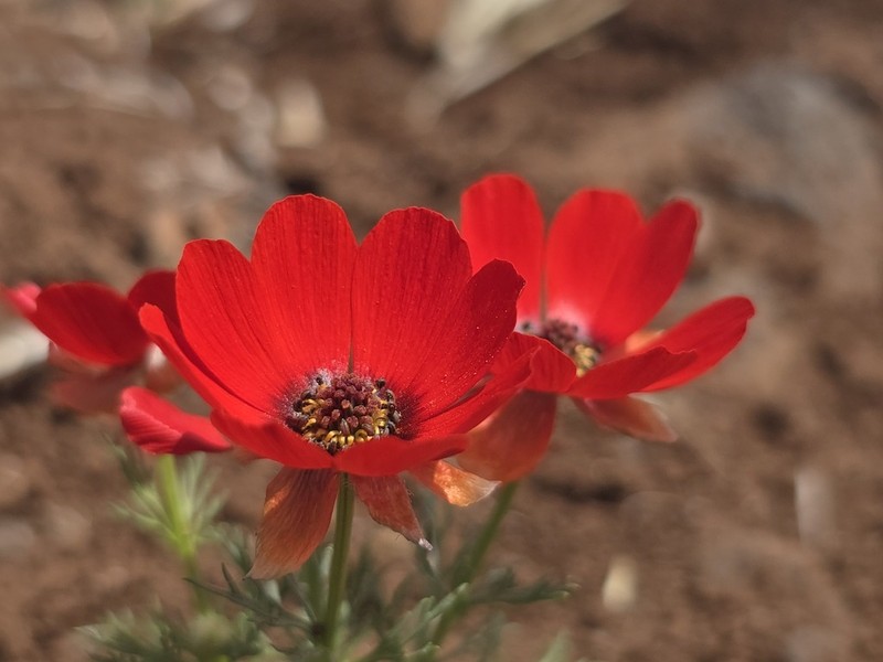 Adonis aleppica