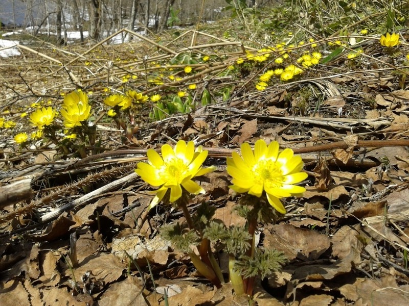 Adonis amurensis photo 2