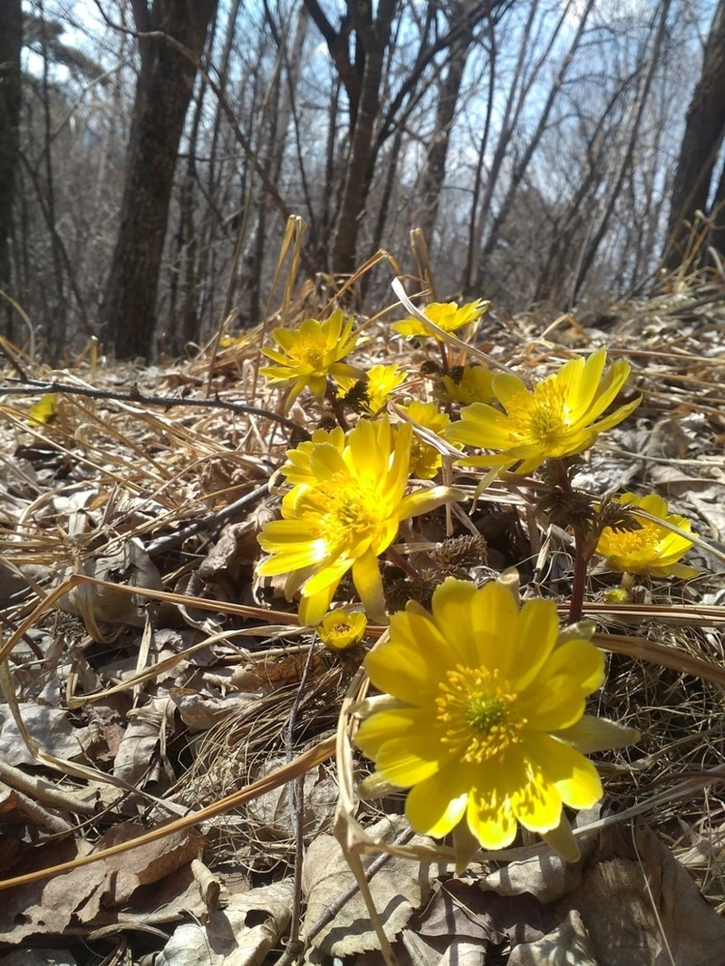 Adonis amurensis photo 3