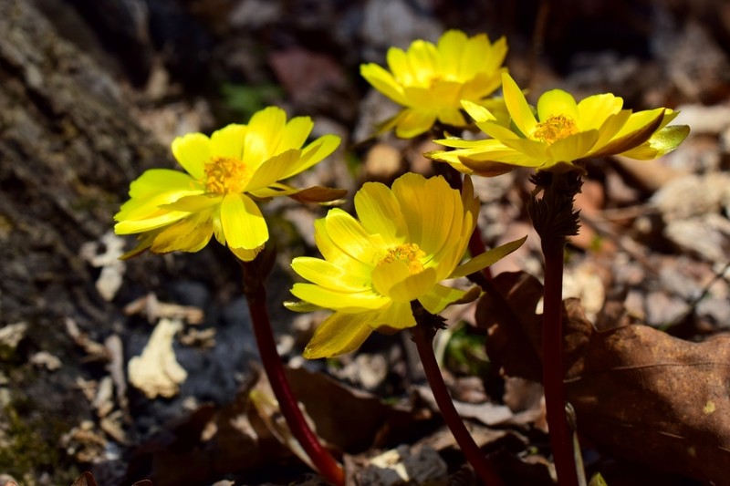 Adonis amurensis photo 4