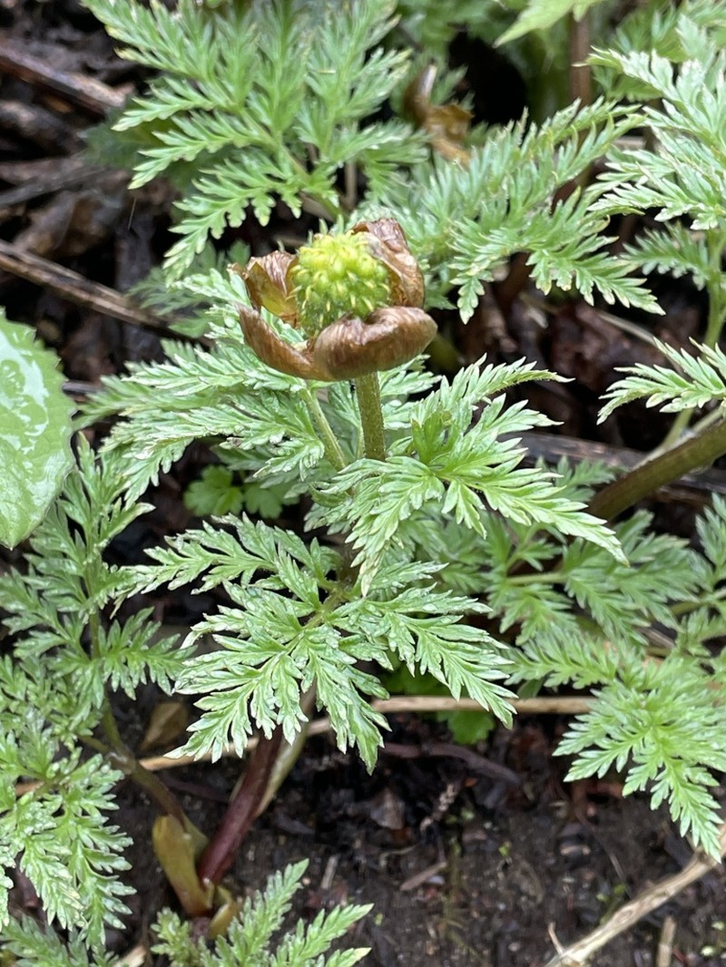 Adonis amurensis photo 5