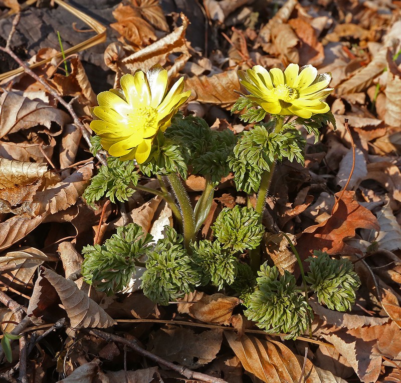 Adonis amurensis photo 6