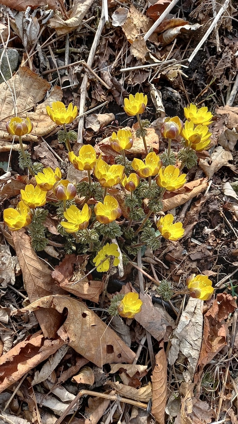 Adonis amurensis photo 7