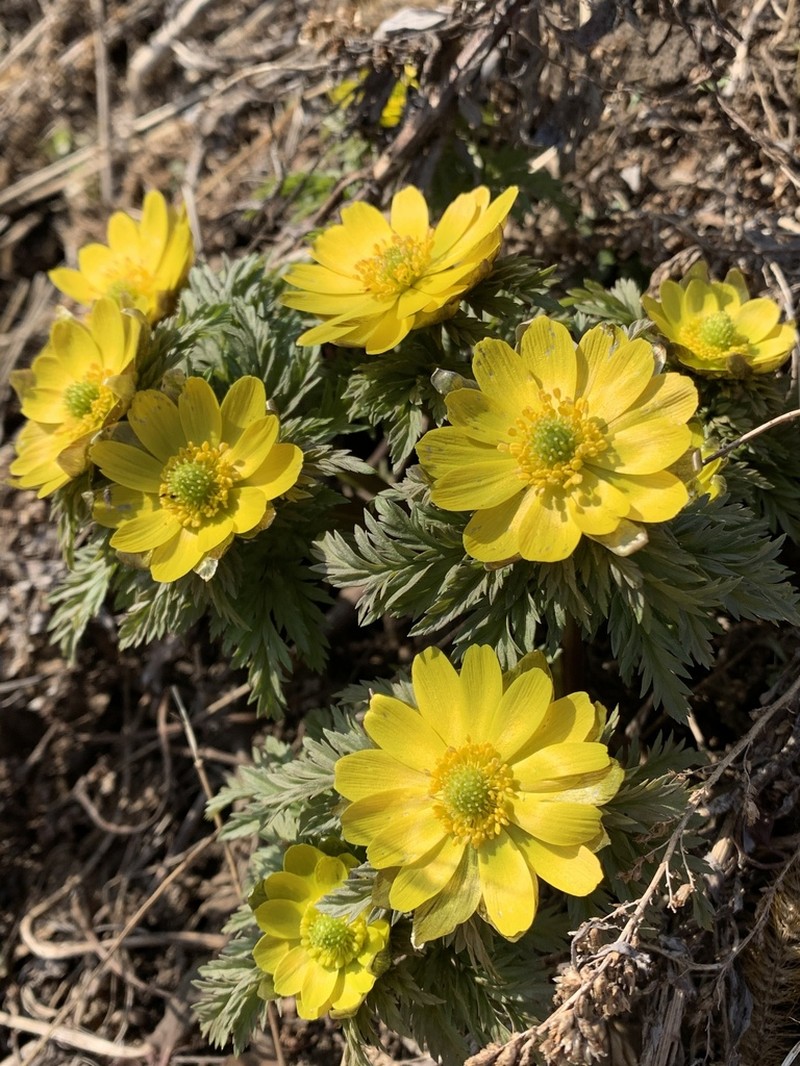 Adonis amurensis photo 8