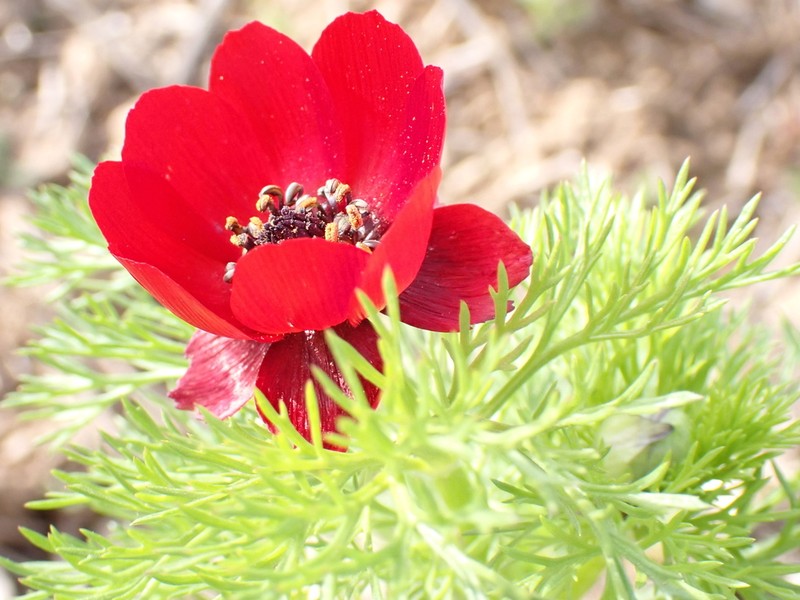 Blooddrops photo 2