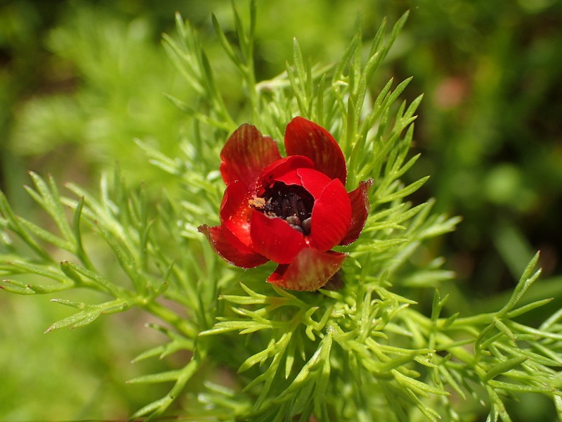 Blooddrops photo 3