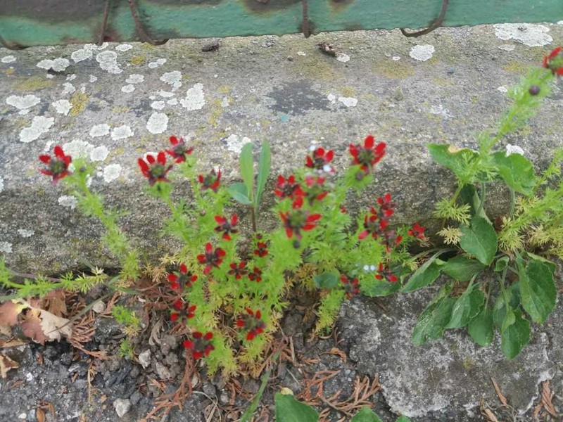 Blooddrops photo 5