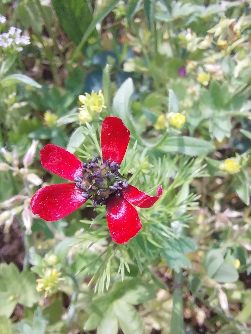 Adonis annua subsp. annua photo 2