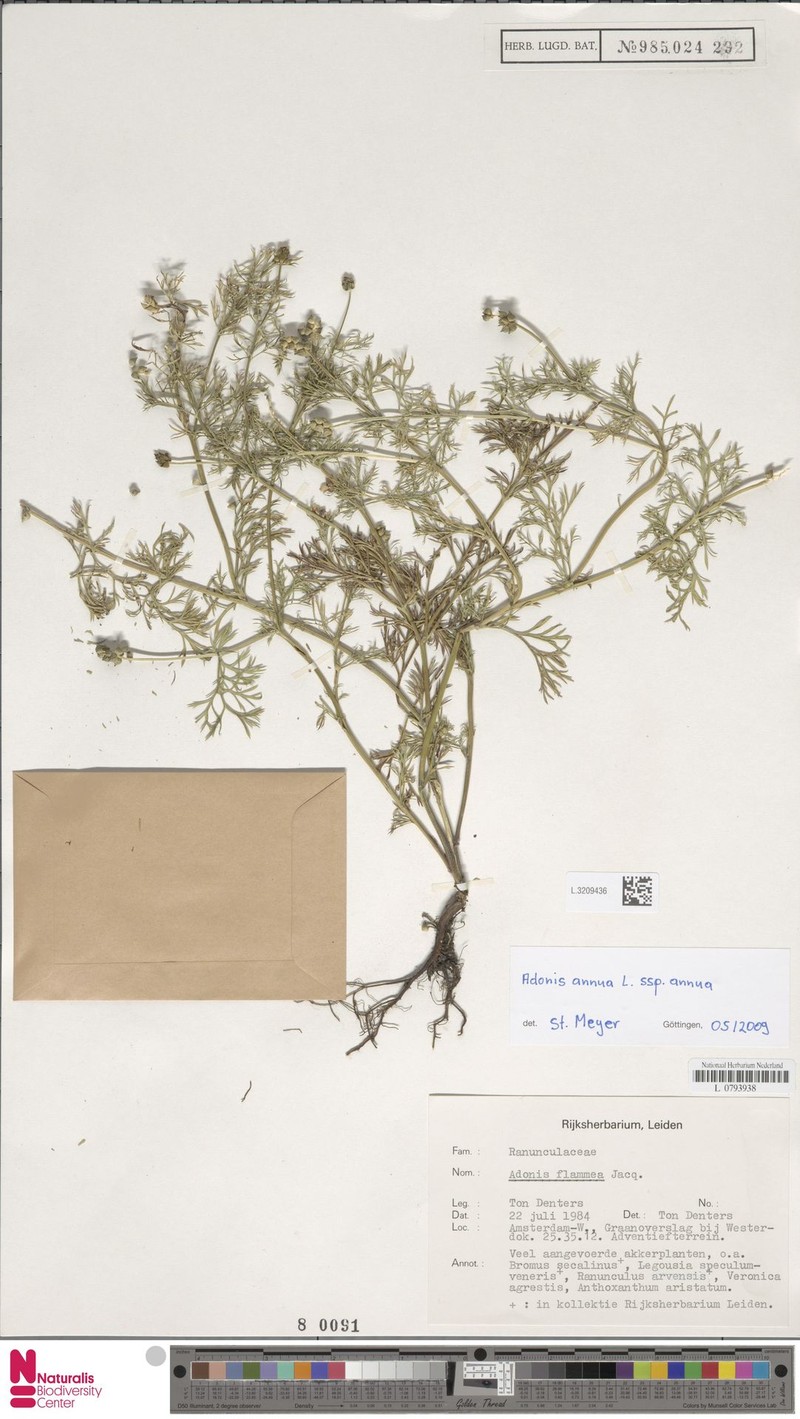 Adonis annua subsp. annua photo 3