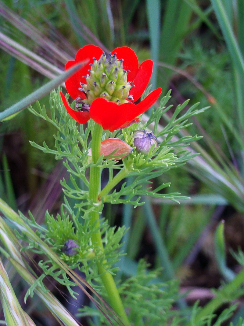 Adonis annua subsp. annua