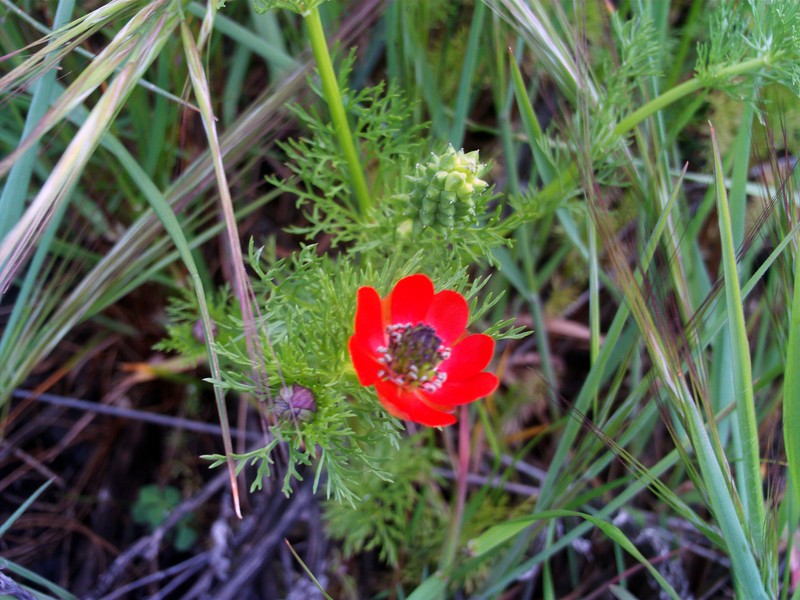 Adonis annua subsp. annua photo 4