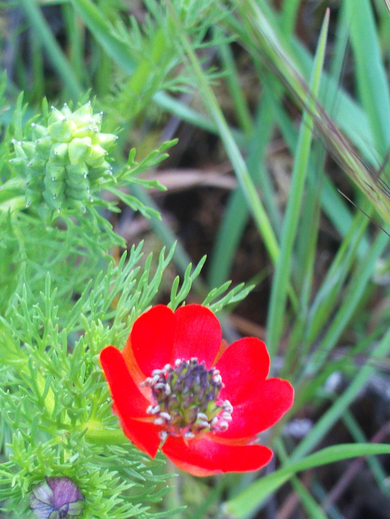 Adonis annua subsp. annua photo 5
