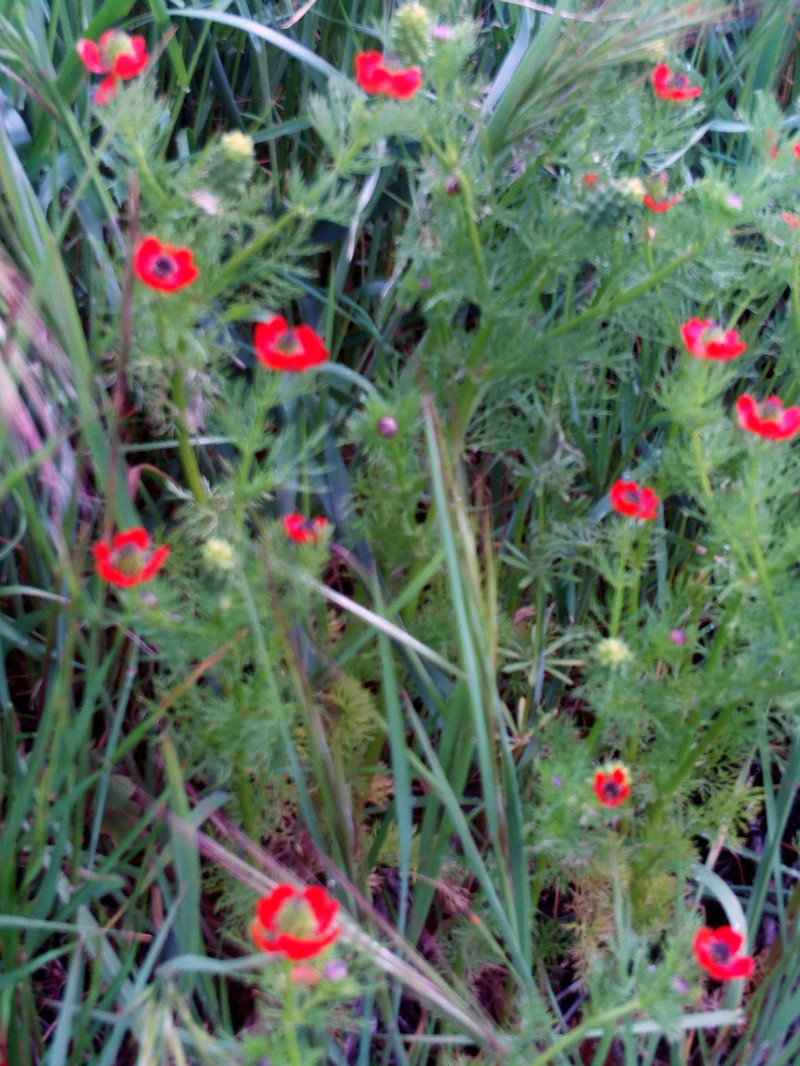 Adonis annua subsp. annua photo 6