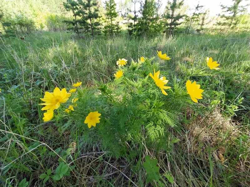 Adonis apennina