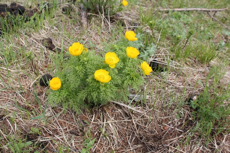 Adonis apennina photo 2