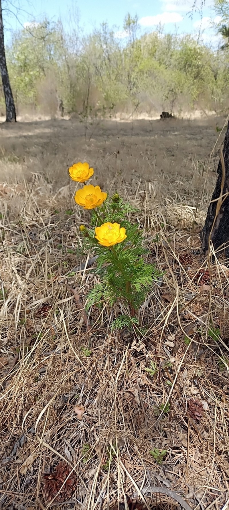 Adonis apennina photo 3
