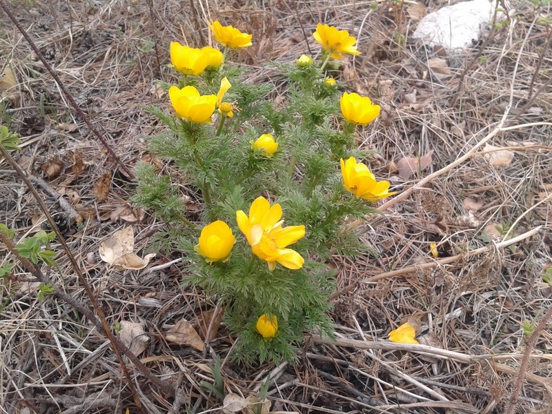 Adonis apennina photo 4