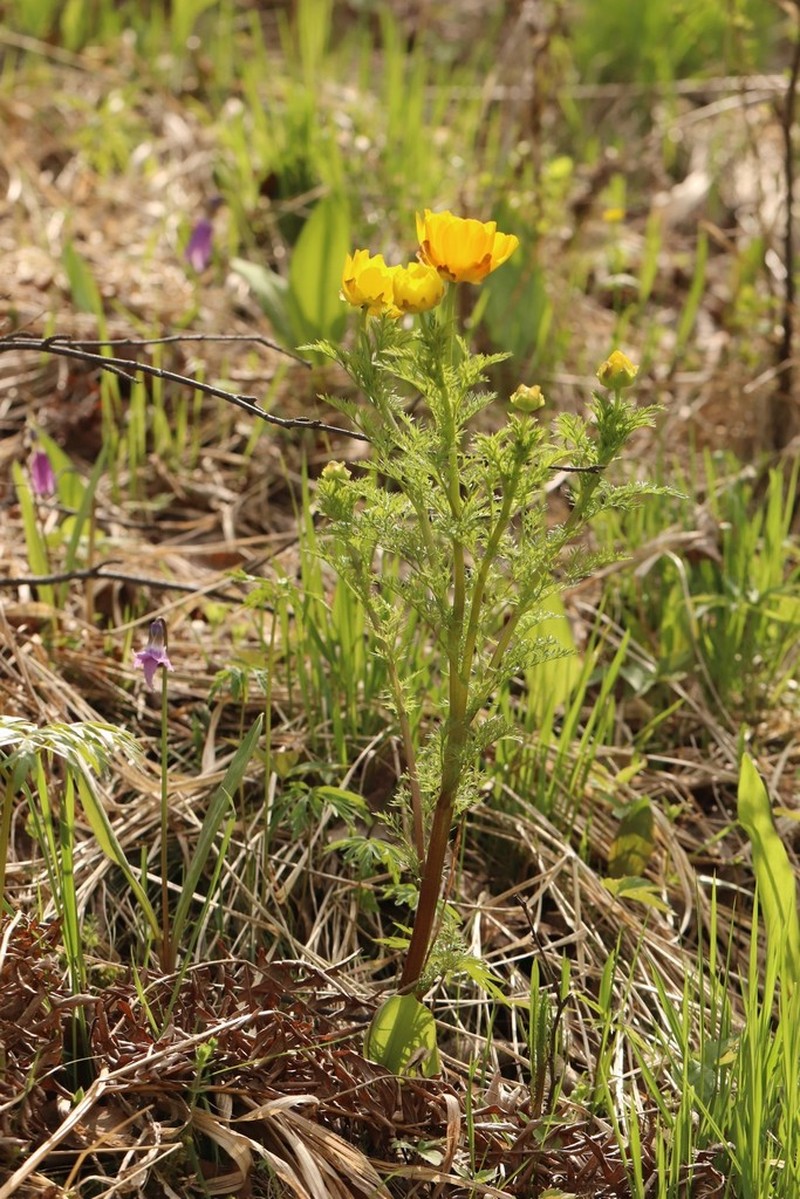 Adonis apennina photo 5